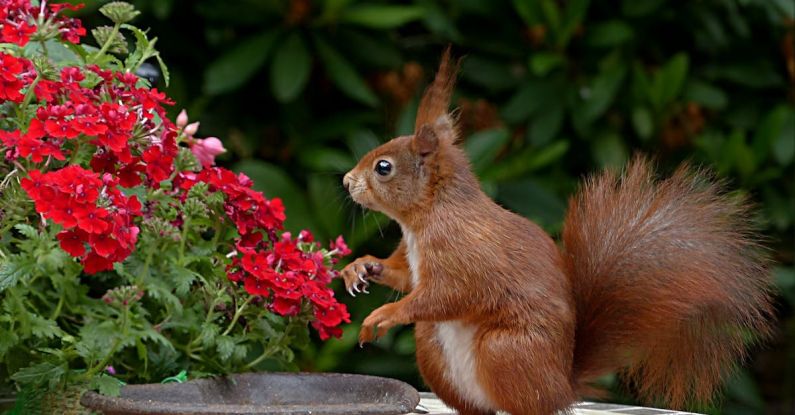 Wildlife Garden - Red Squirrel on Brown Table Top