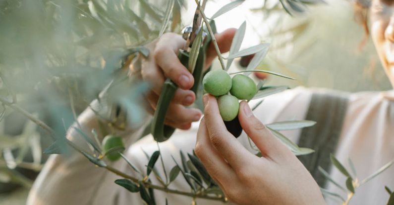Organic Produce - Crop unrecognizable woman cutting olives on tree in garden